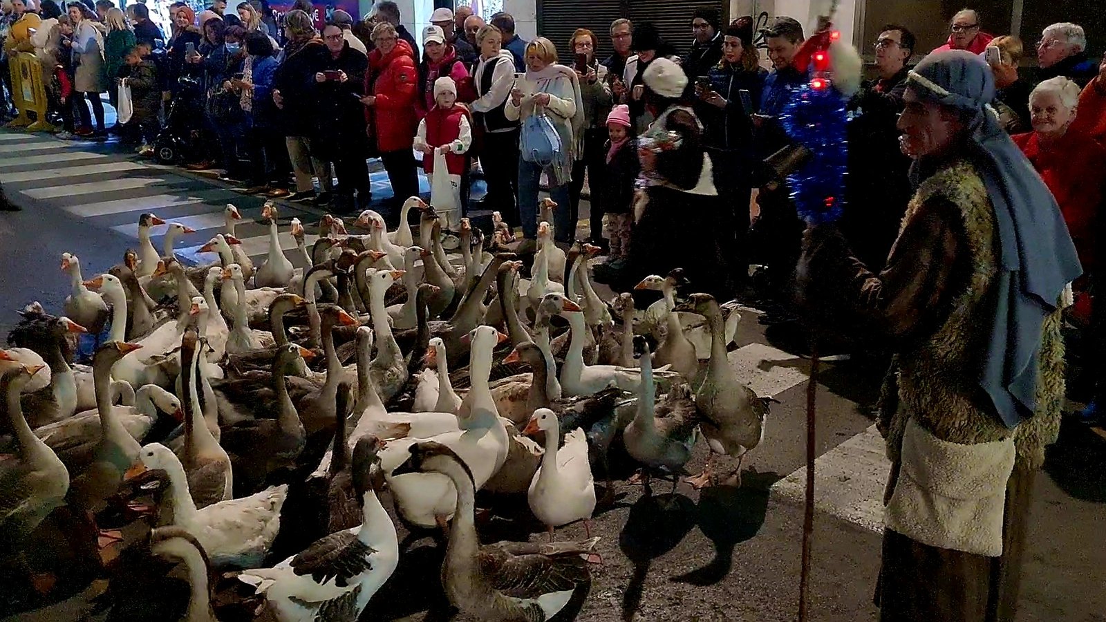 A flock of geese being walked along the cabalgata route by a shepherd in costume